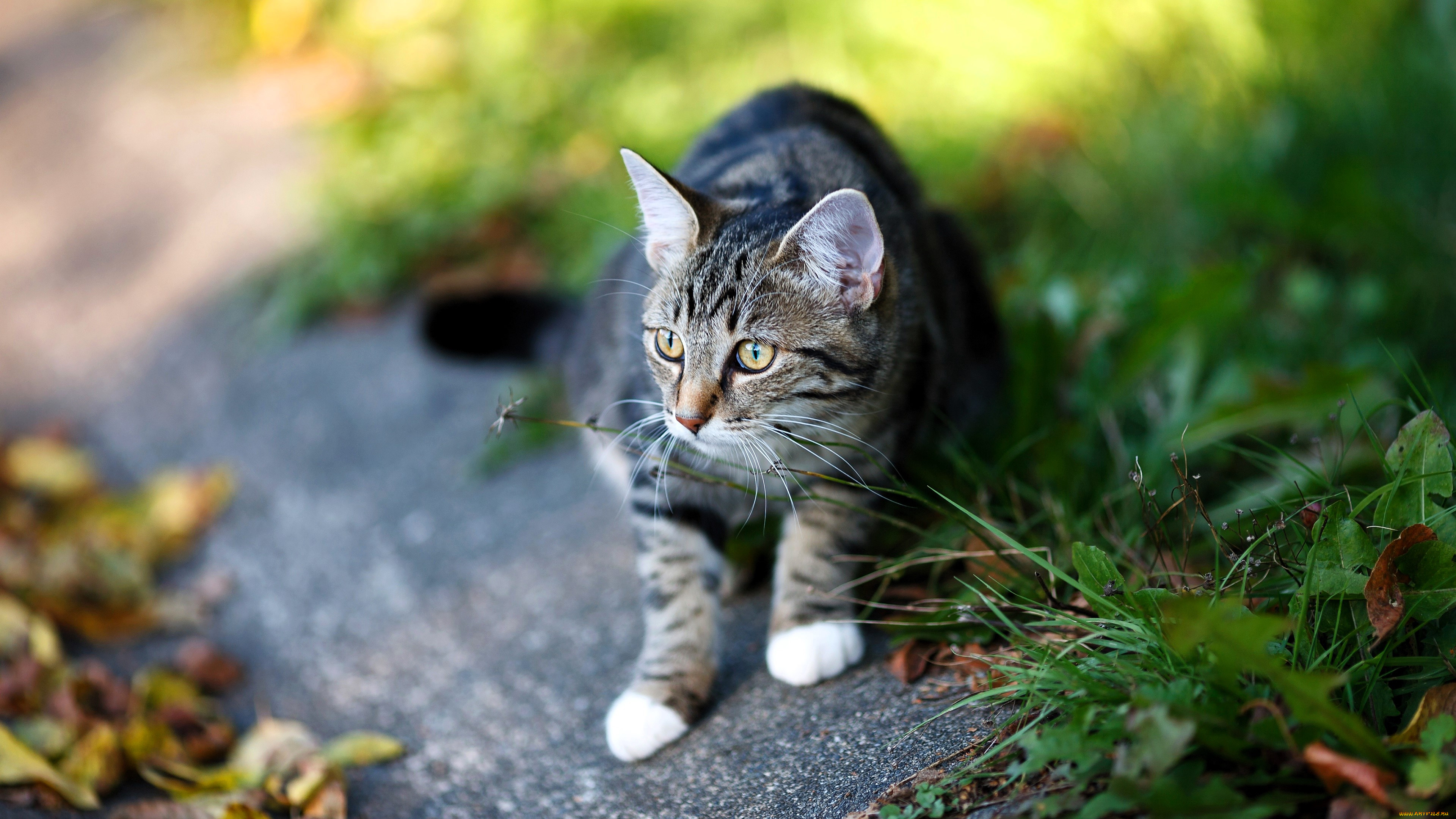 ��������, ����, ���, �����, �����, �������, �������, ������, �����